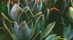 bg3-free-img
